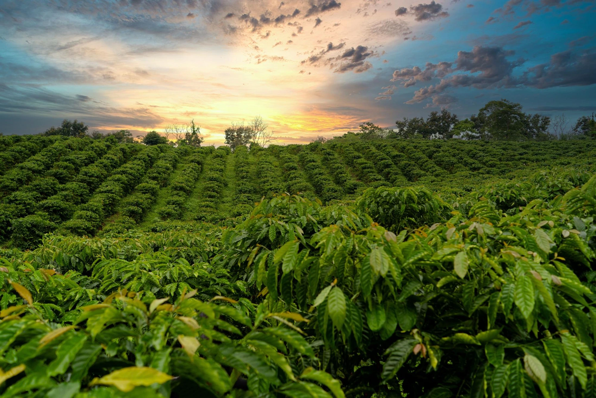 Agriculture